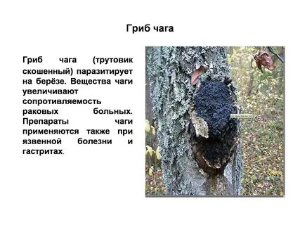 Как отличить чагу от трутовика