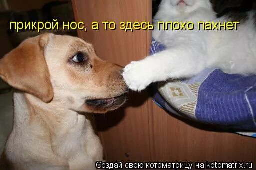 Тут воняет. Собака прикрывает нос. Чем то пахнет. Собака прикрывает нос лапой. Здесь пахнет.
