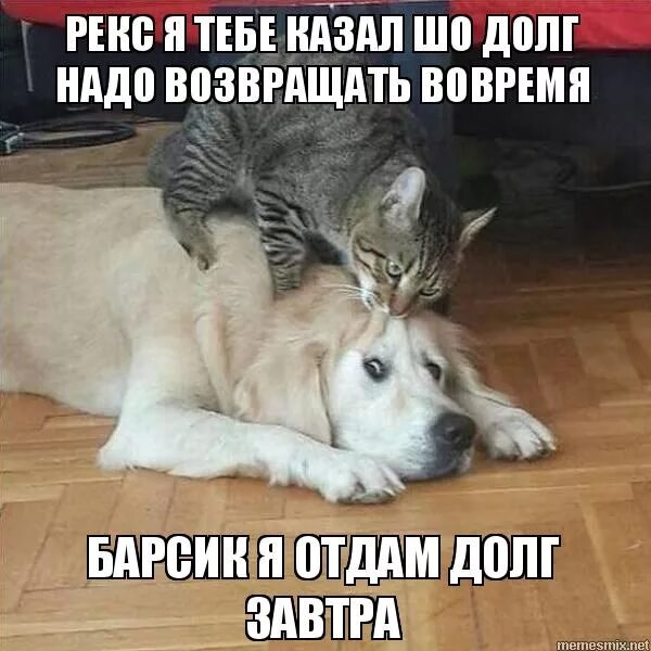 долги собака