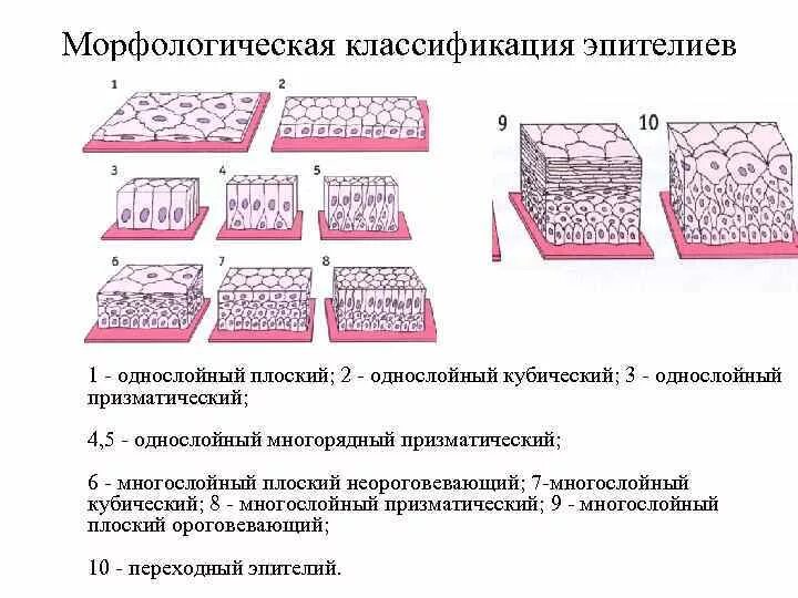 Какие функции выполняет эпителий. Морфологическая классификация эпителиальных тканей. Схема строения эпителиальной ткани. Многослойный плоский эпителий гистология. Классификация эпителиальной ткани схема.