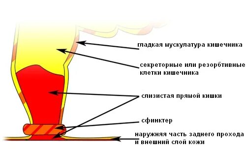 Что обеспечивают гладкие мышцы?. Гладкая мускулатура кишечника. Гладкая мускулатура кишечника. Гладкая мускулатура внутренних органов. Типы моторики тонкого кишечника.