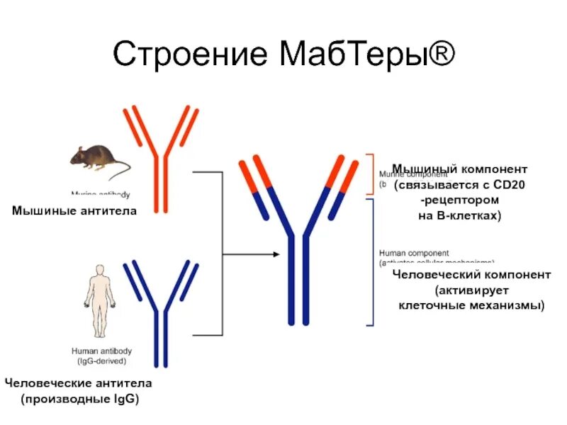 Компоненты антитела. Мышиные антитела. человеческие антитела. строение человеческого антитела. гомологичные антитела.