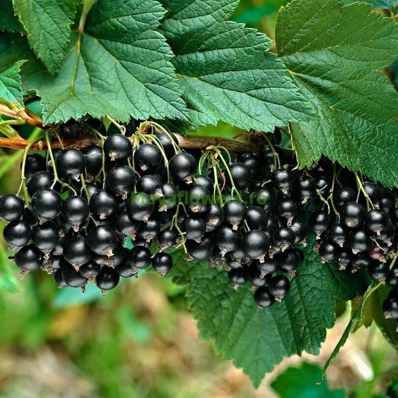 5 литровое ведро смородины. Черная смородина очень крупная. Смородина красная крупная. Смородина пяти. Смородина 5 литров.