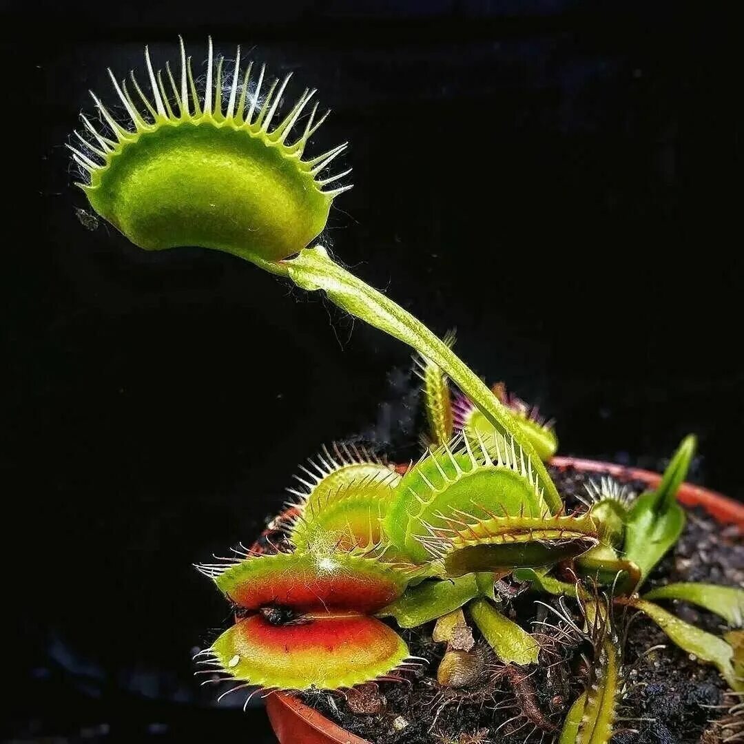 дионея мухоловка. хищные растения венерина. венерина мухоловка. венерина мухоловка. хищные растения венерина.