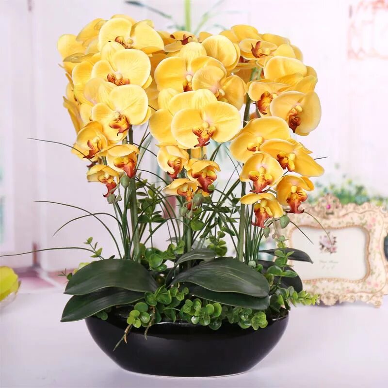 Купить желтую орхидею в горшке. Орхидея бонсай фаленопсис. Жёлтая Орхидея фаленопсис. Орхидея фаленопсис голубая. Фаленопсис в горшке.