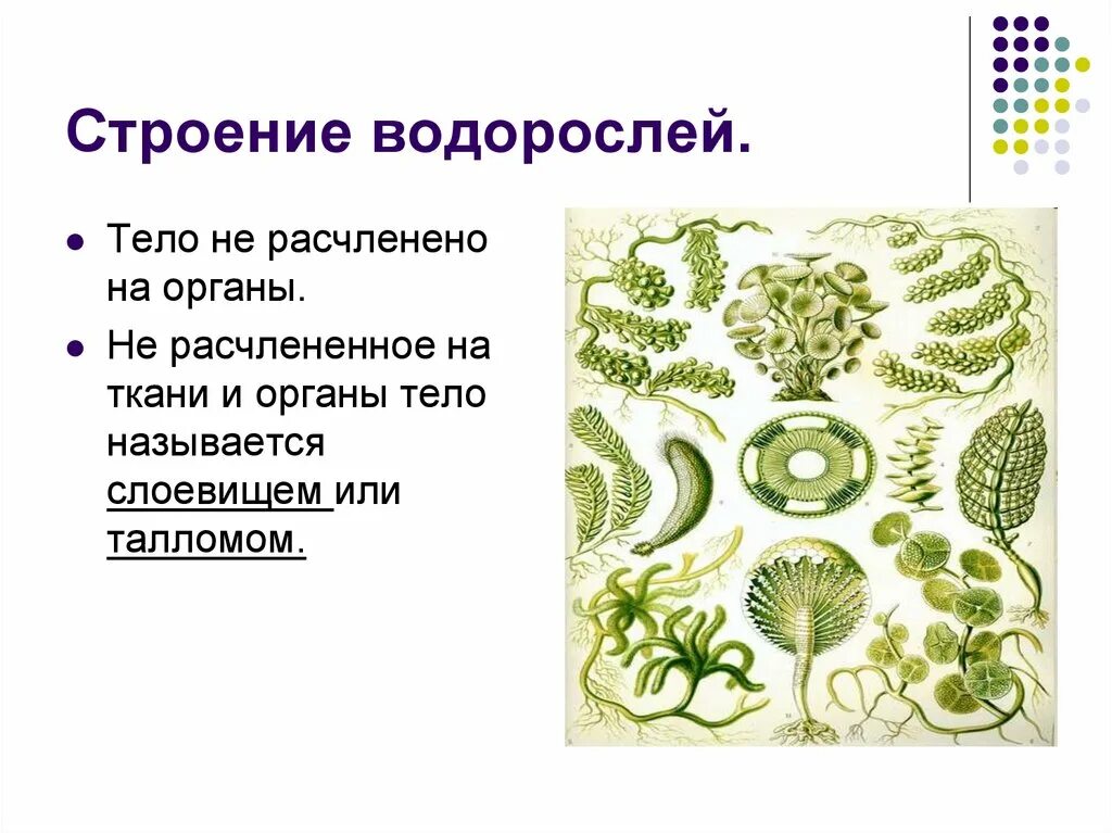 Низшие растения 4 класс. Ткани водорослей. Водоросли ткани и органы. Строение водорослей. Строение ткани водорослей.