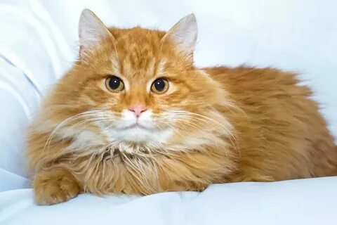 Сибирский рыжий кот