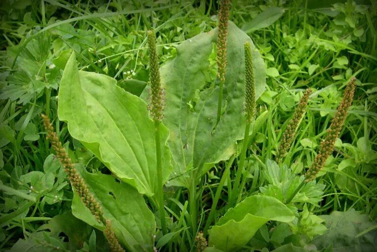 Подорожник широколистный. Барги Зуф. Plantago ovata. Zubturum (Plantago l) – подорожник. Лечение желудка подорожником