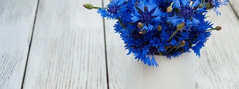 Васильков рабочие