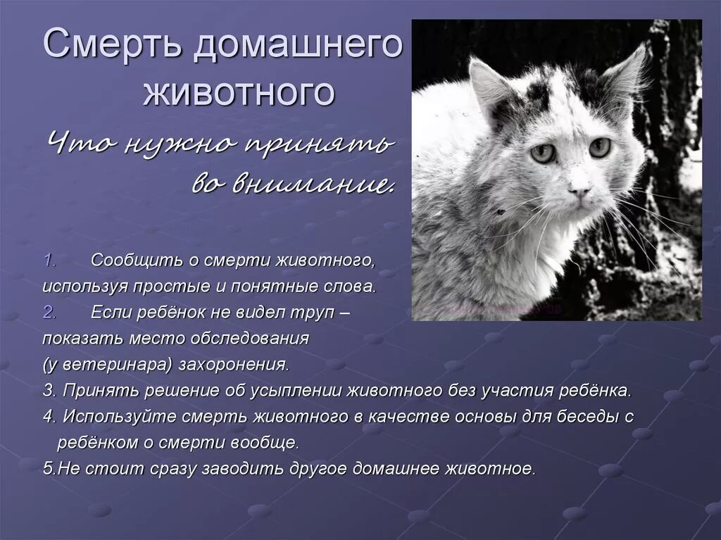 Приснился умерший питомец