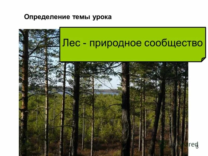 Почему лес природное сообщество. Природное сообщество лес. Презентация к уроку природное сообщество лес. Название сообщества леса. Природное сообщество лес 3 класс.