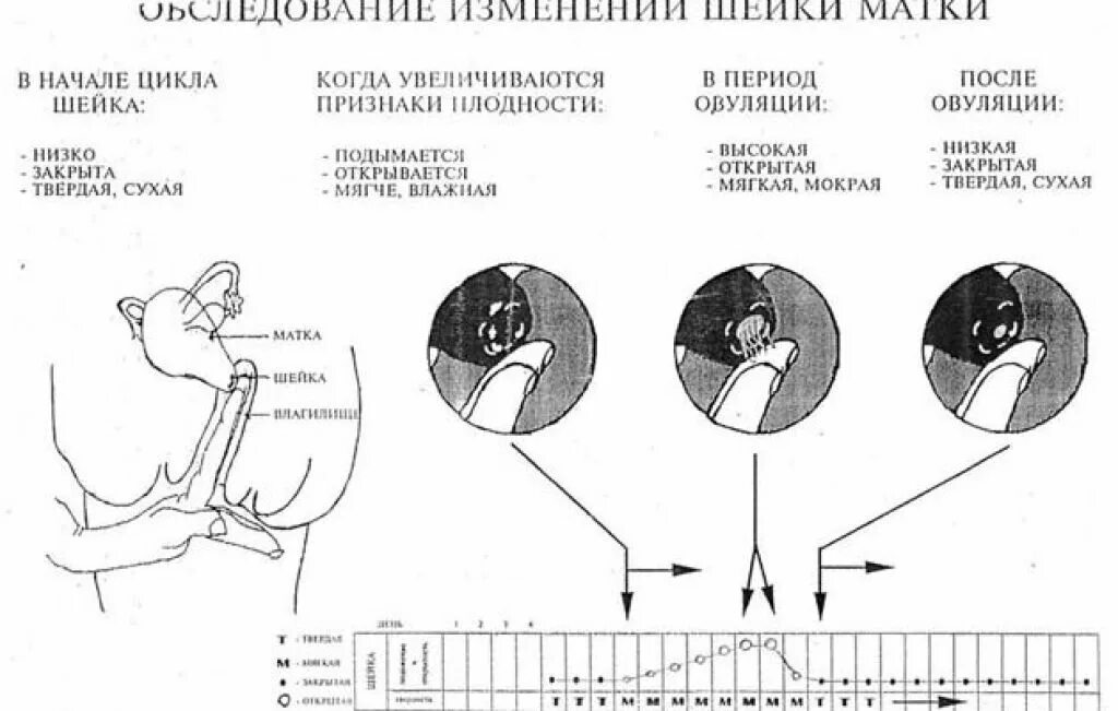 Выделения после овуляции по дням
