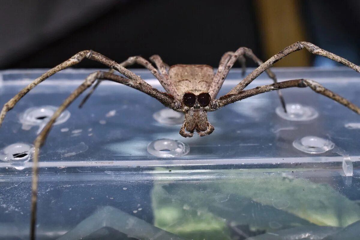 Пауки дейнопиды. Паук deinopis. Австралийский паук Гладиатор. Deinopis subrufa.