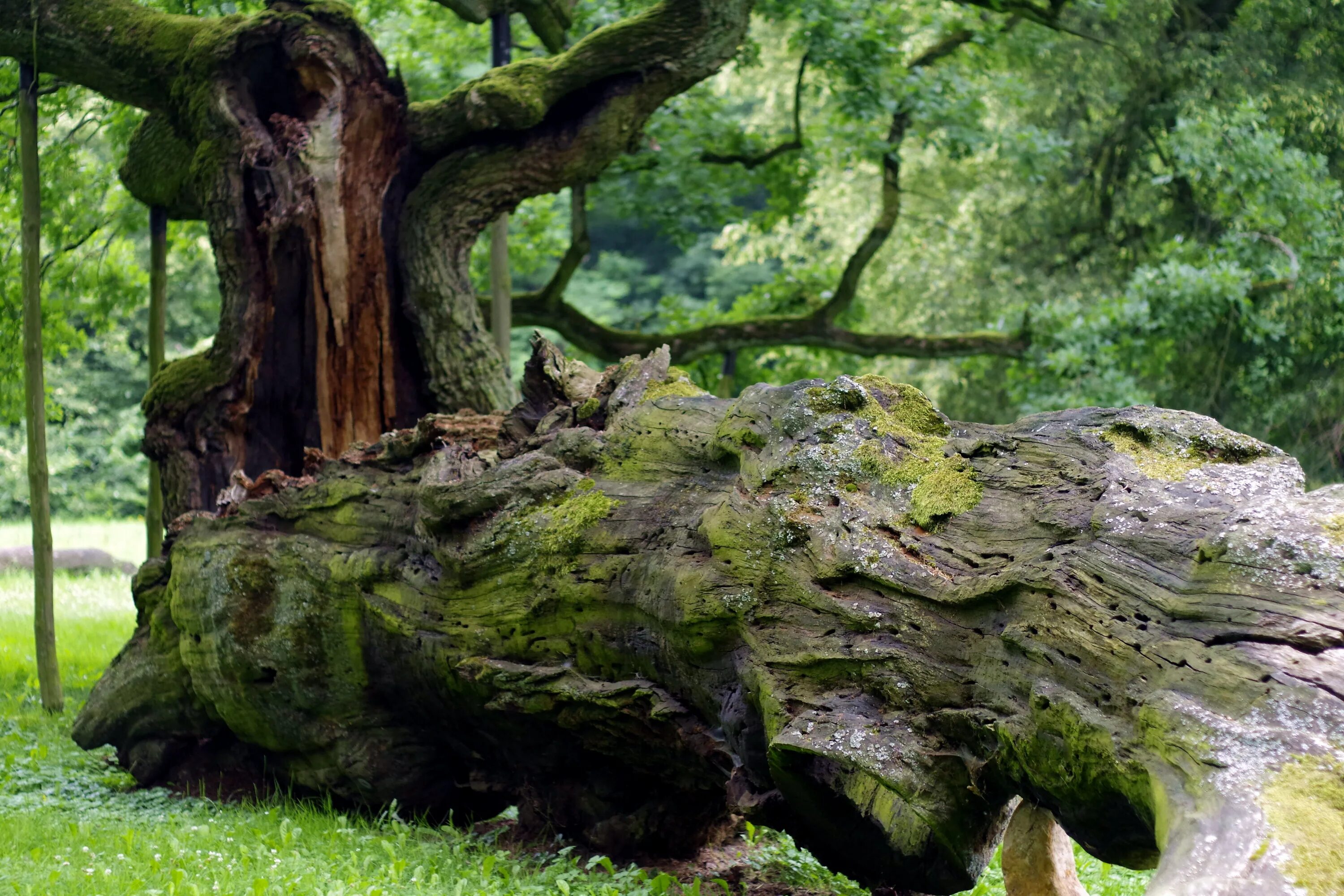 Огромные стволы деревьев. Дуб парк Фредвилл, Нонингтон, Великобритания. Дуб Джурупа. Дуб Патриарх Беловежская пуща. Таворский дуб.
