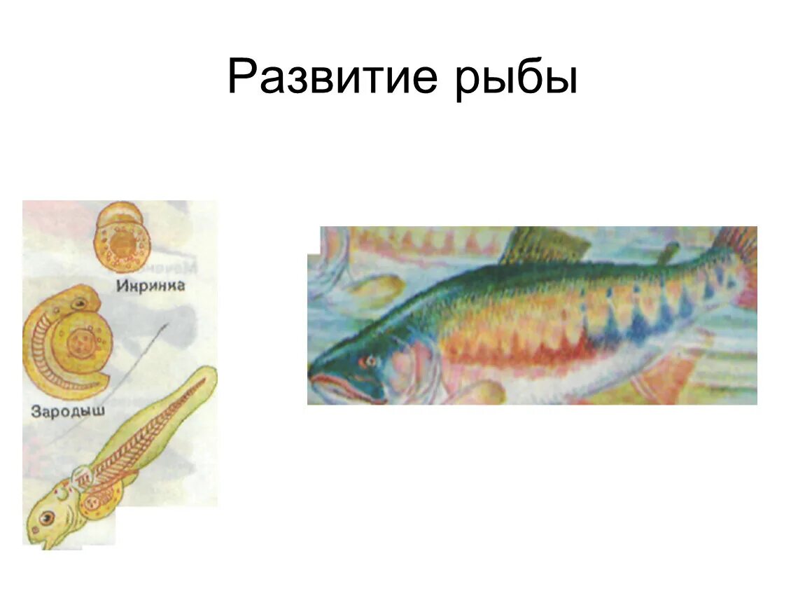 Развитие рыб. Этапы развития рыбы. Схема развития рыбы. Стадии развития рыбы.