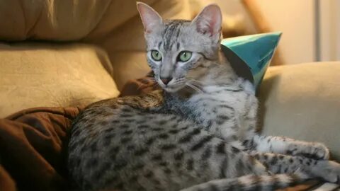 Египетская мау котенок