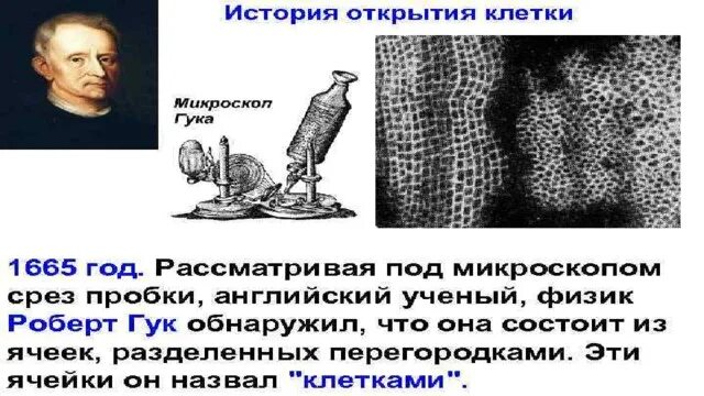 Сообщение об открытии клетки. Сообщение об открытии клетки