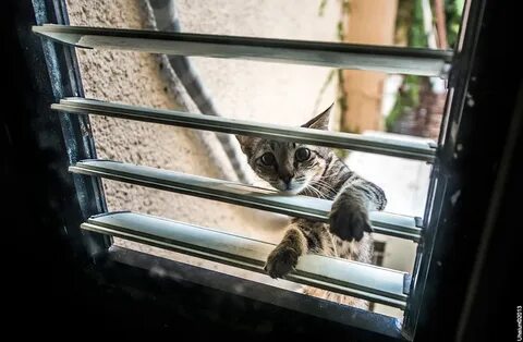 Полезем в окно