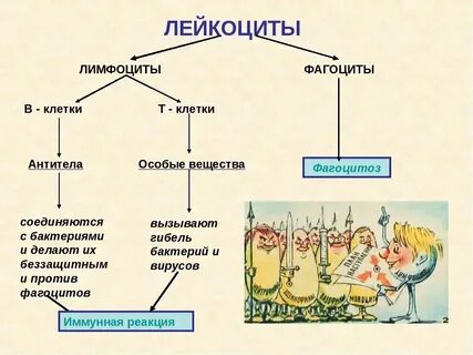 Лейкоциты и лимфоциты что это