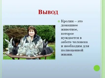 Домашние животные вывод