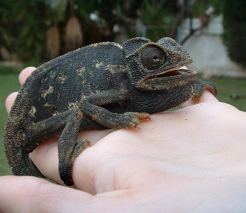 Хамелеон темный. Chamaeleo Chamaeleon. Хамелеон рептилия. Рахит у хамелеона. Черный хамелеон.