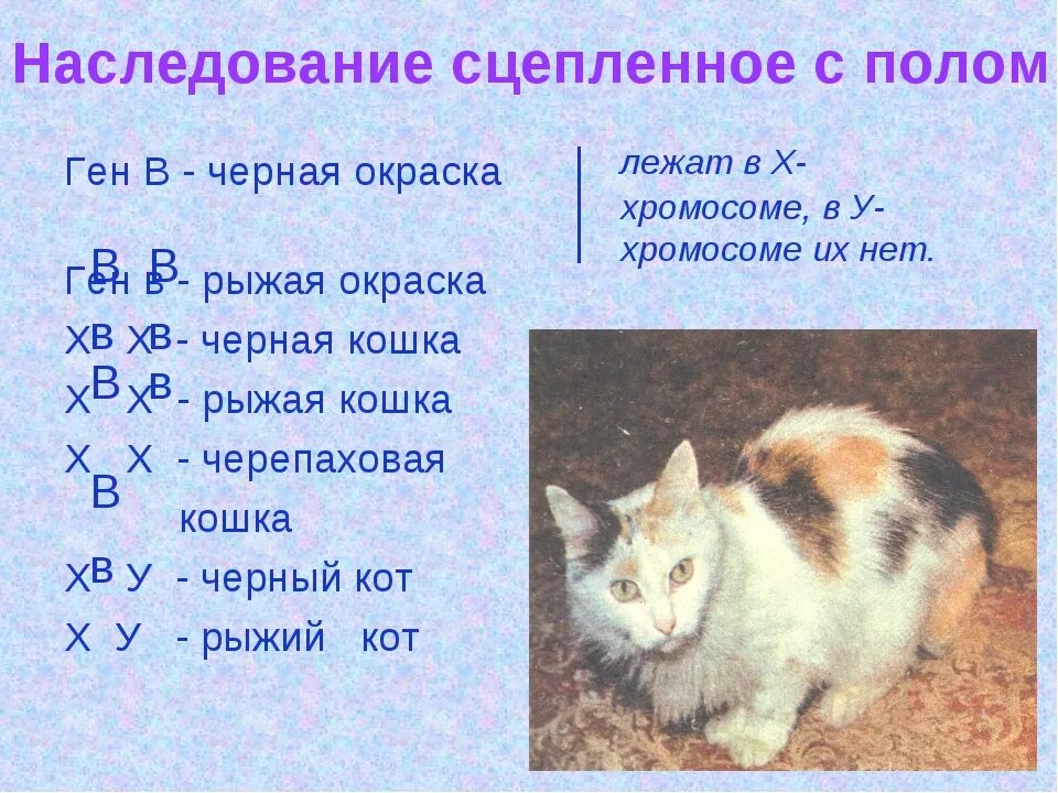 Наследование окраски у кошек. Количество хромосом у кошки. Наследование окраски шерсти у кошек. Хромосомы котов. Ген короткой шерсти а у кошек доминирует