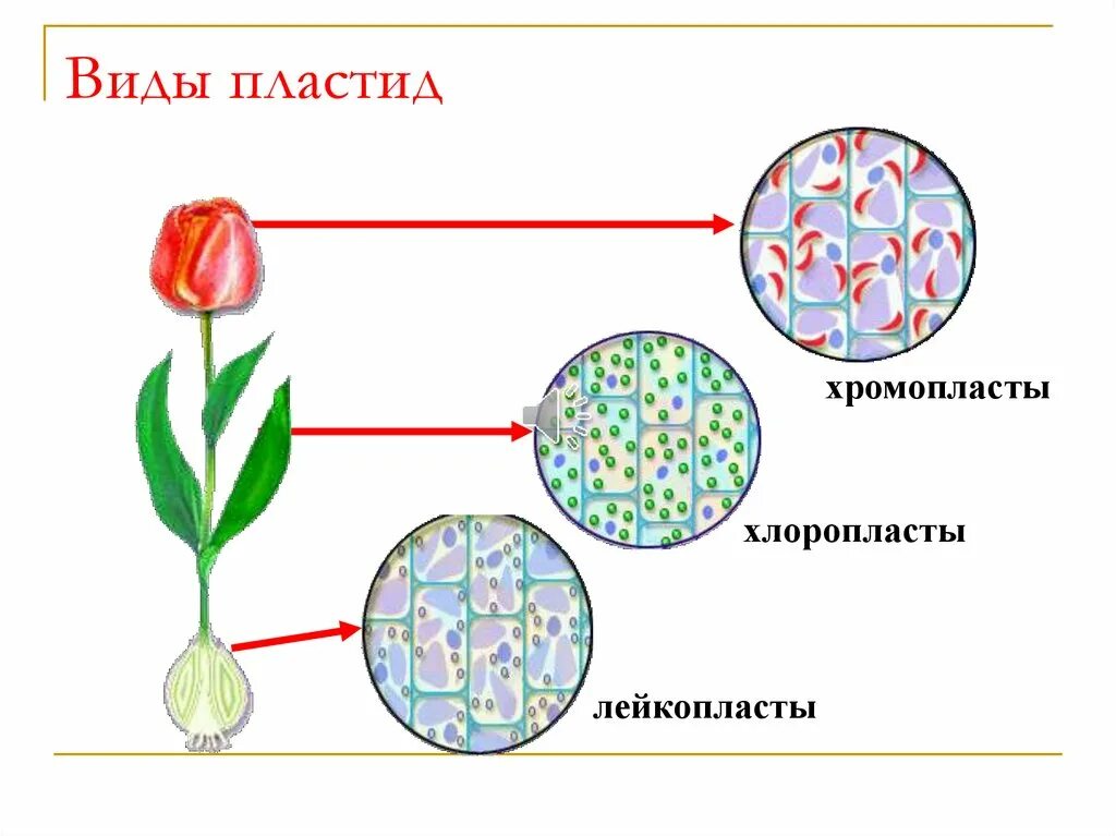 Что такое хромопласты 5 класс. Пластиды хлоропласты хромопласты лейкопласты. пластиды пигменты пластид. хлоропласты хромопласты лейкопласты. схема пластиды лейкопласты хлоропласты.