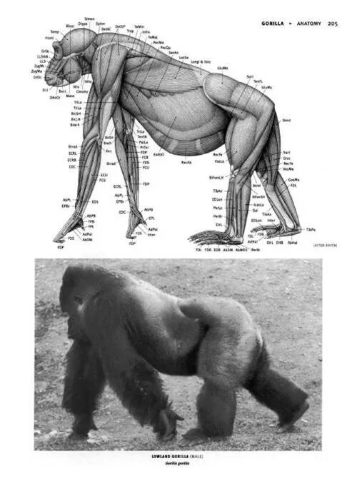 Мозг гориллы и человека. Анатомия гориллы. Строение гориллы анатомия. Горилла мышцы. Мышечная анатомия гориллы.