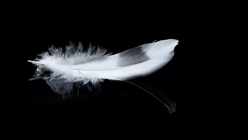 Flying feather