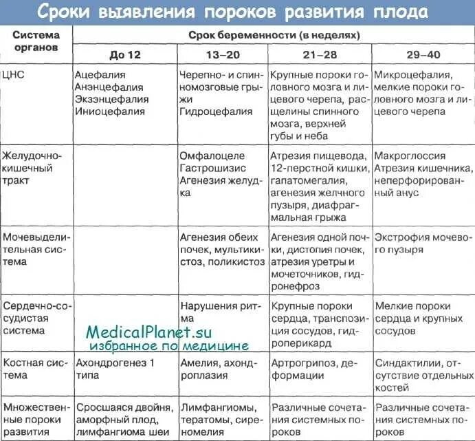 На какой неделе формируется мозг