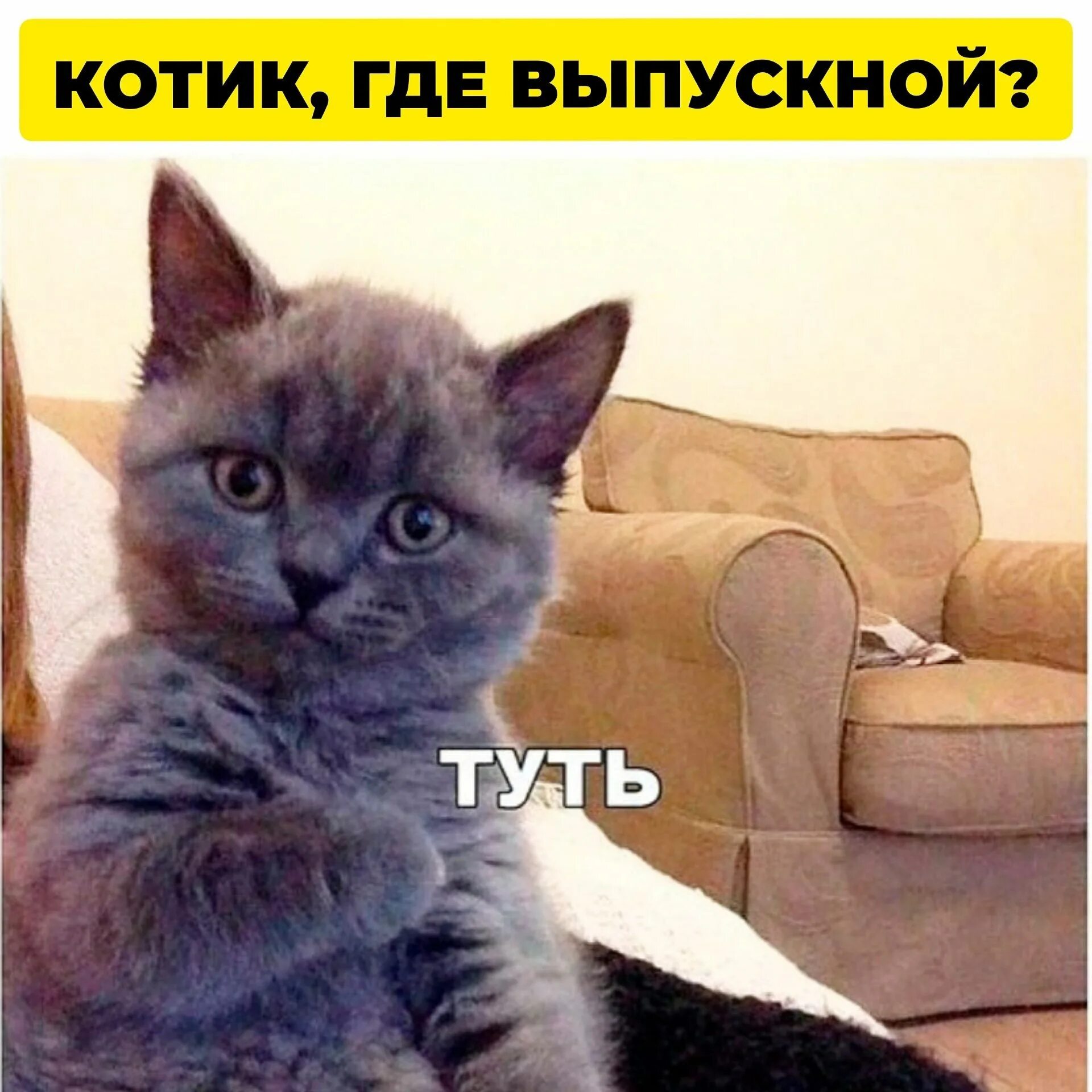 Тут не говорят я тебя люблю. Мемы с котиками. Кот Мем. Котик туть. Туть Мем кот.