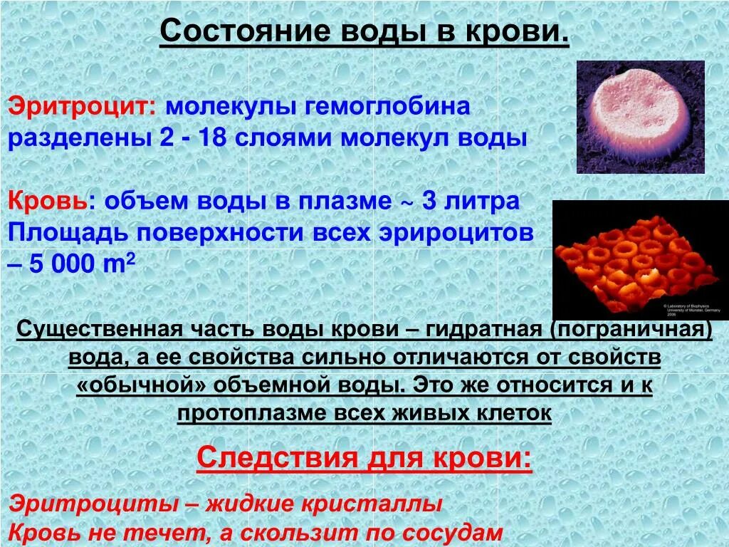 Эритроцит молекула гемоглобина. Эритроциты в воде. Количество воды в крови. Объем жидкой части крови