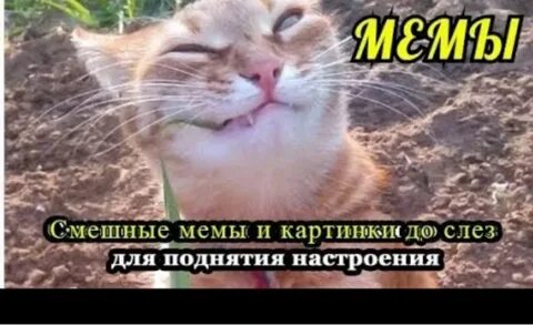 Мемы картинки с надписями смешные до слез