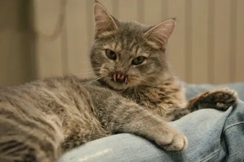 Кошка мышкина
