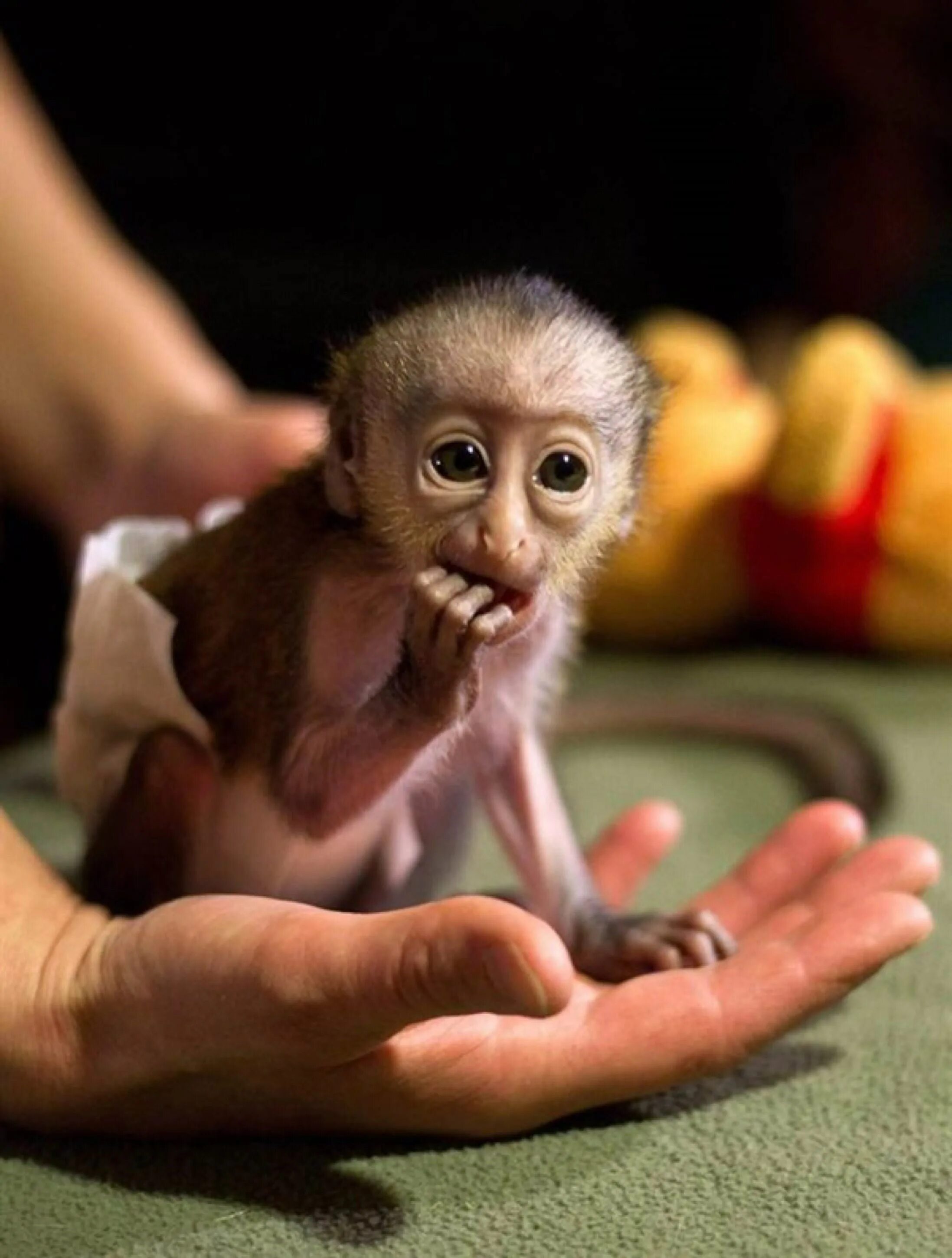 Маленькая обезьянка капуцин. Карликовая игрунка. Карликовый капуцин. Маленькие домашние обезьянки.
