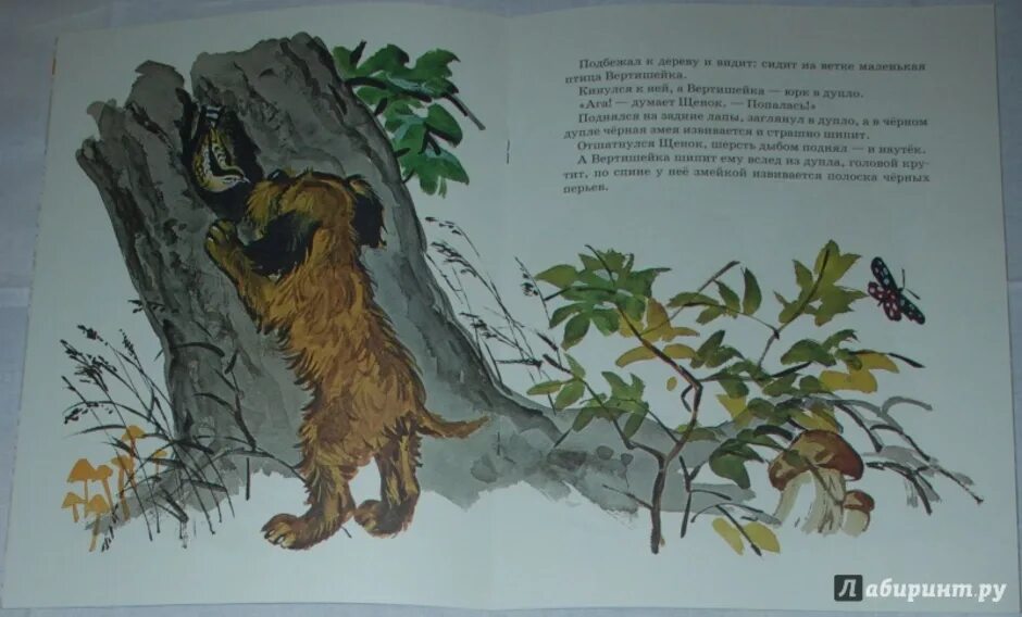 Первая охота автор бианки. В. 1 охота бианки. Первая охота первый класс. Бианки щенок.