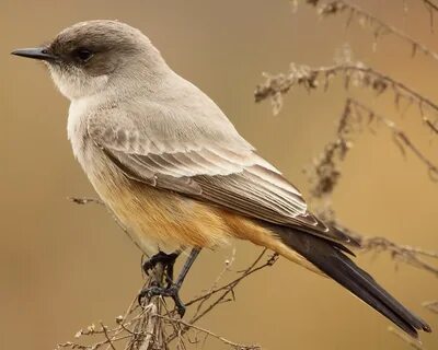Knowing bird