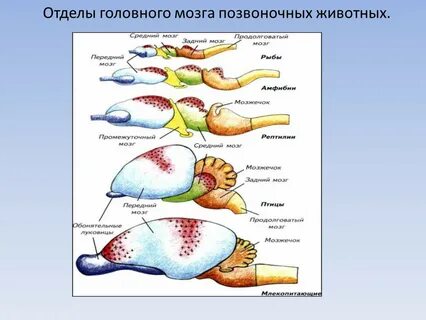 Животных 4 отдела позвоночника