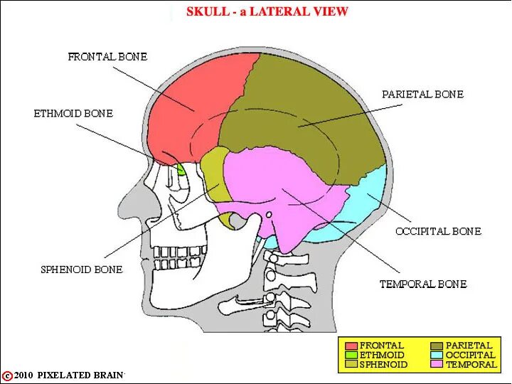 The Cranium consists of ＿ ＿ Bones.. Additional Suture of the occipital Bone. The bones form