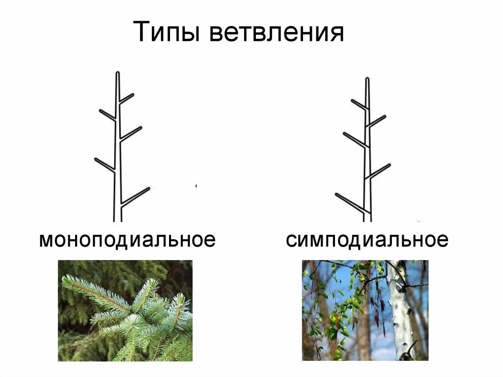 Нарастание растений. Моноподиальное ветвление побега. Моноподиальное ветвление стебля. Моноподиальное ветвление ель. Типы ветвления побегов.