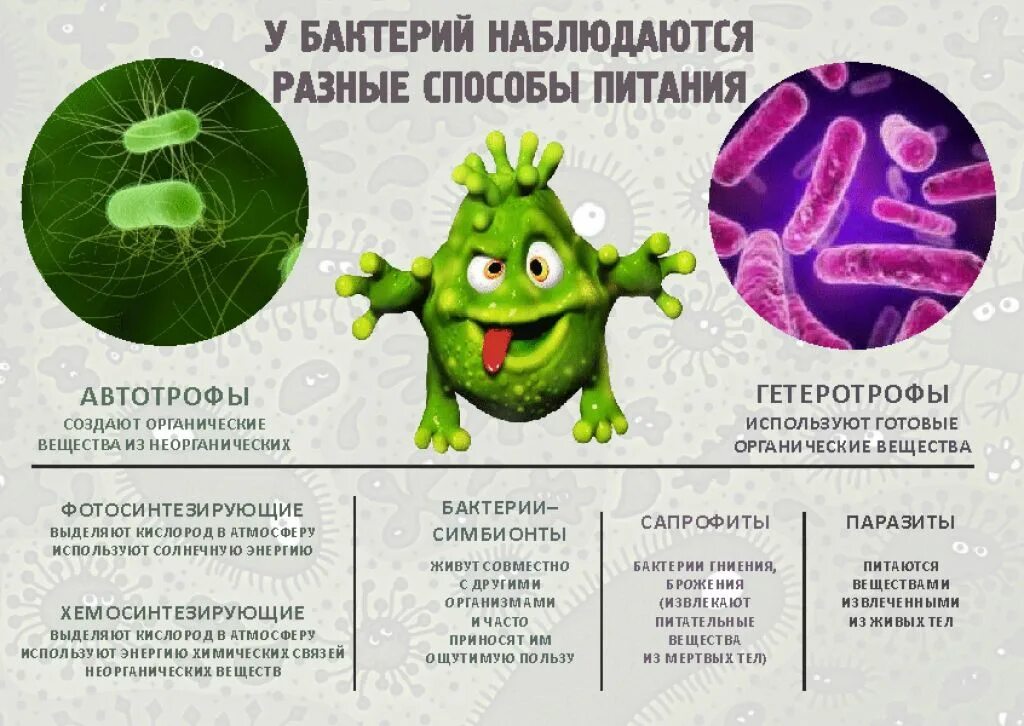 Питание клетки бактерии. Питание бактерий 5 класс. Способы Писания бактерий. Схема питания бактерий. Способы питания бактерий.
