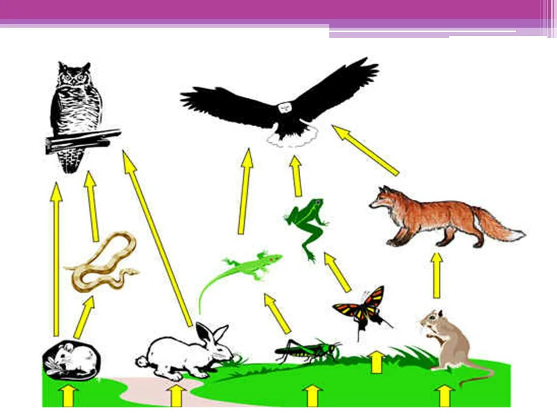 2 Цепочки питания животных. Биотические связи пищевые. Биотические связи в природе пищевые связи. Цепь питания взаимосвязи в природе.