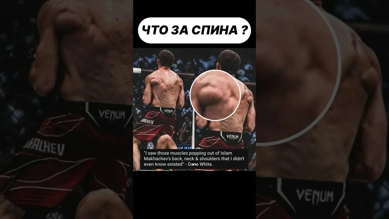 Махачев спина. Махачев ufc. Махачев спина. Махачев спина. Махачев спина.