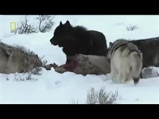 Охота на волка читать