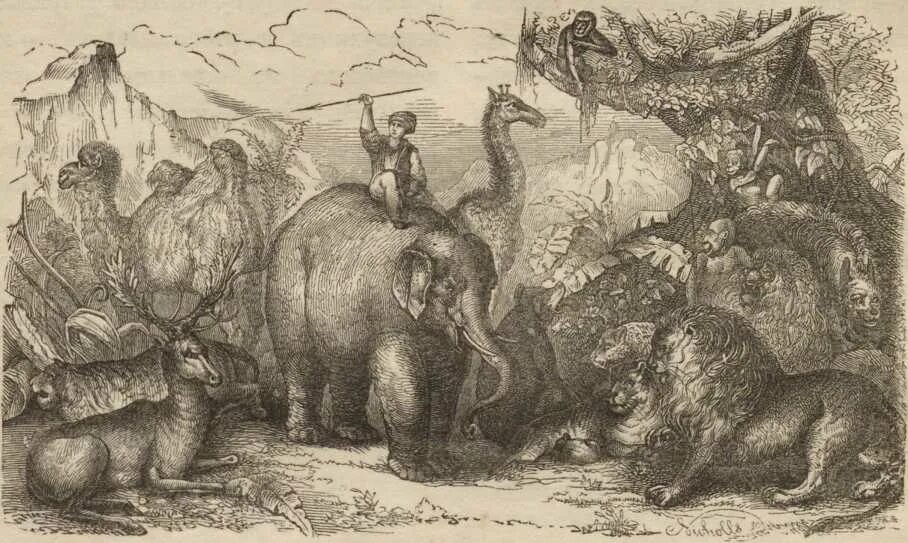 История животных ведет начало от. История животных ведет начало от