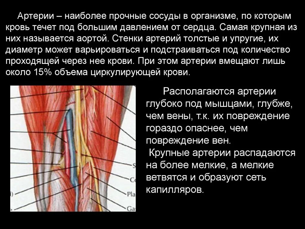 Артериальная стенка. Стенки артерий упругие. Стенки артерий и вен имеют