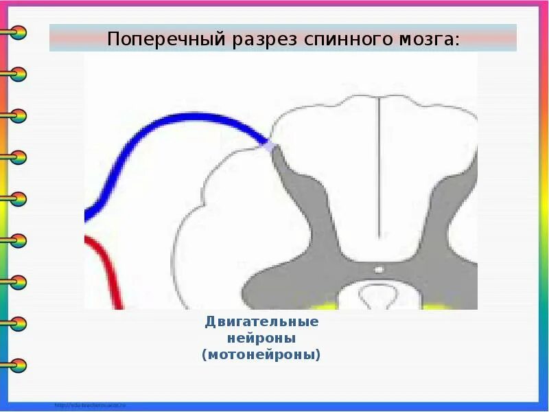 Мотонейроны передних Рогов спинного мозга. Срез спинного мозга мотонейроны. Поперечный разрез спинного мозга. Двигательные Нейроны спинного мозга мотонейроны.