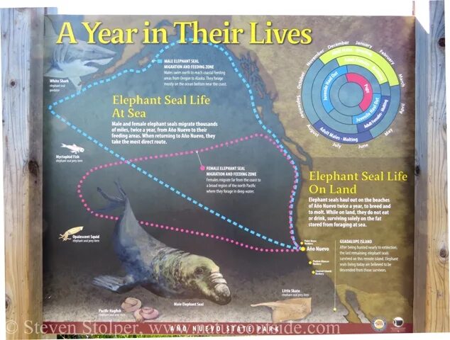 Seal перевод на русский песни. The Elephant Seal портфолио. The Elephant Seal 4 класс. The Elephant Seal текст. Wild animals the Elephant Seal.