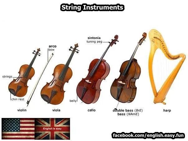 String section. String instruments. контрабас на английском. stringed instruments. музыкальные инструменты на английском.