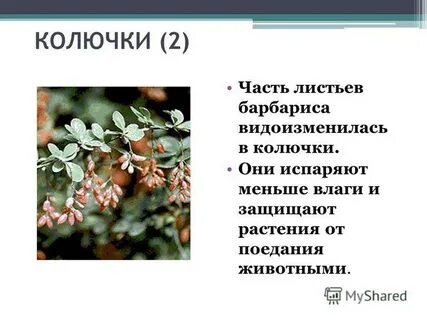 Барбарис видоизменение